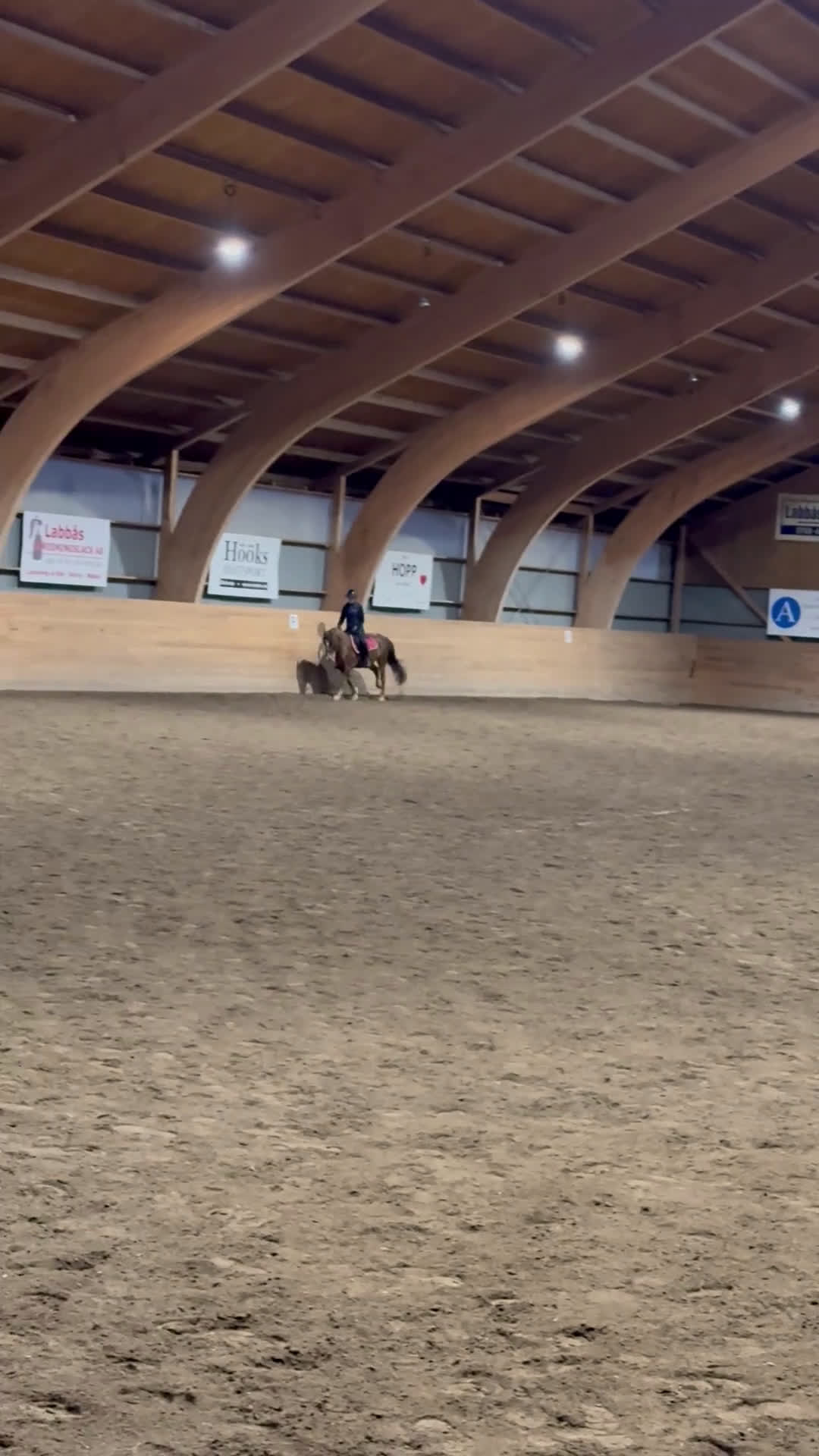 Allround hästar till salu: Ljuvligt fux-sto - en riktig prinsessa! D-ponny i Tidaholm - Video 1