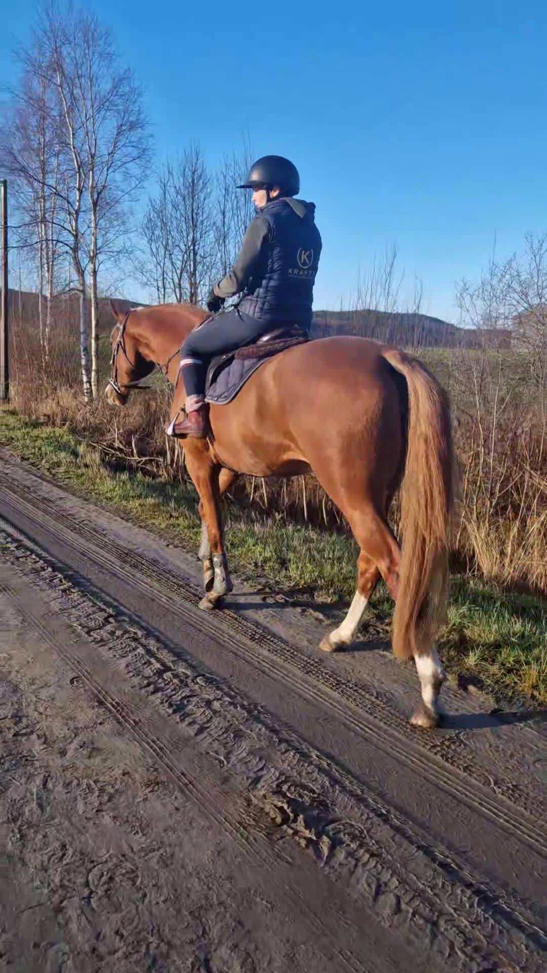 Hoppning hästar till salu: Lovande SWB sto i Bjurholm - Video 1