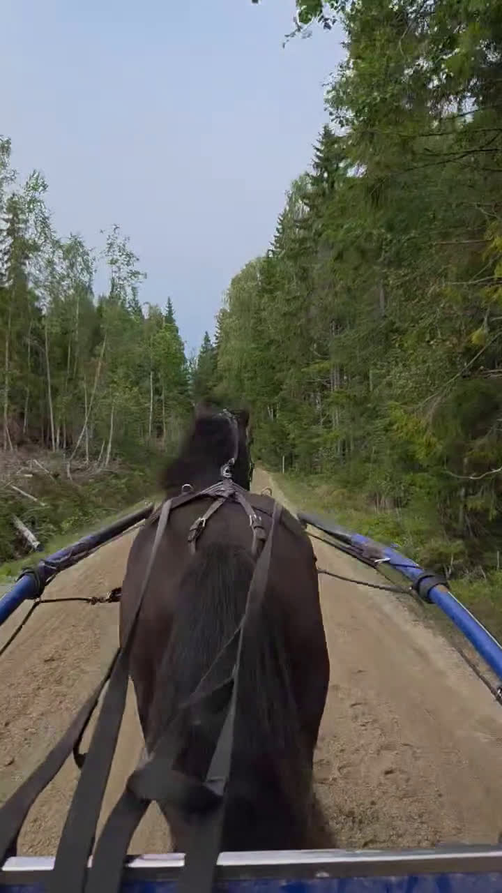 Trav hästar till salu: Fin inkörd 1-åring säljes! i Ramvik - Video 1