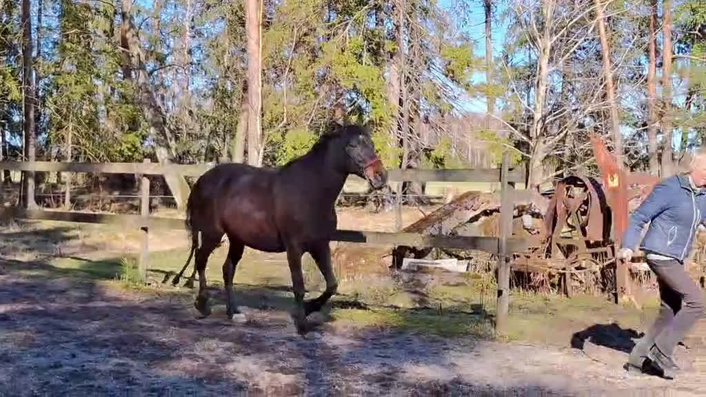 Akademiskt hästar till salu: Tunica, PRE -2016 - Video 2