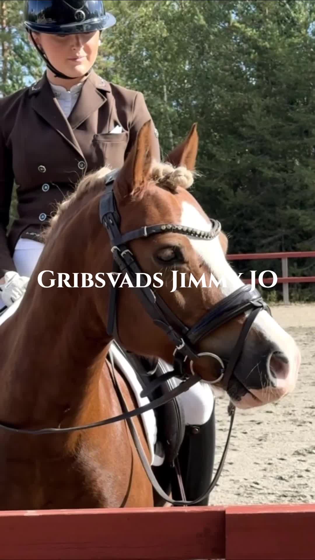 Dressyr hästar till salu: Vacker och uttrycksfull fei-ponny  - Video 1