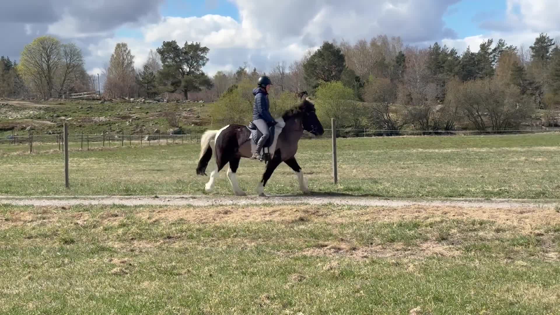 Island hästar till salu: Topp-Skjóni - Video 1