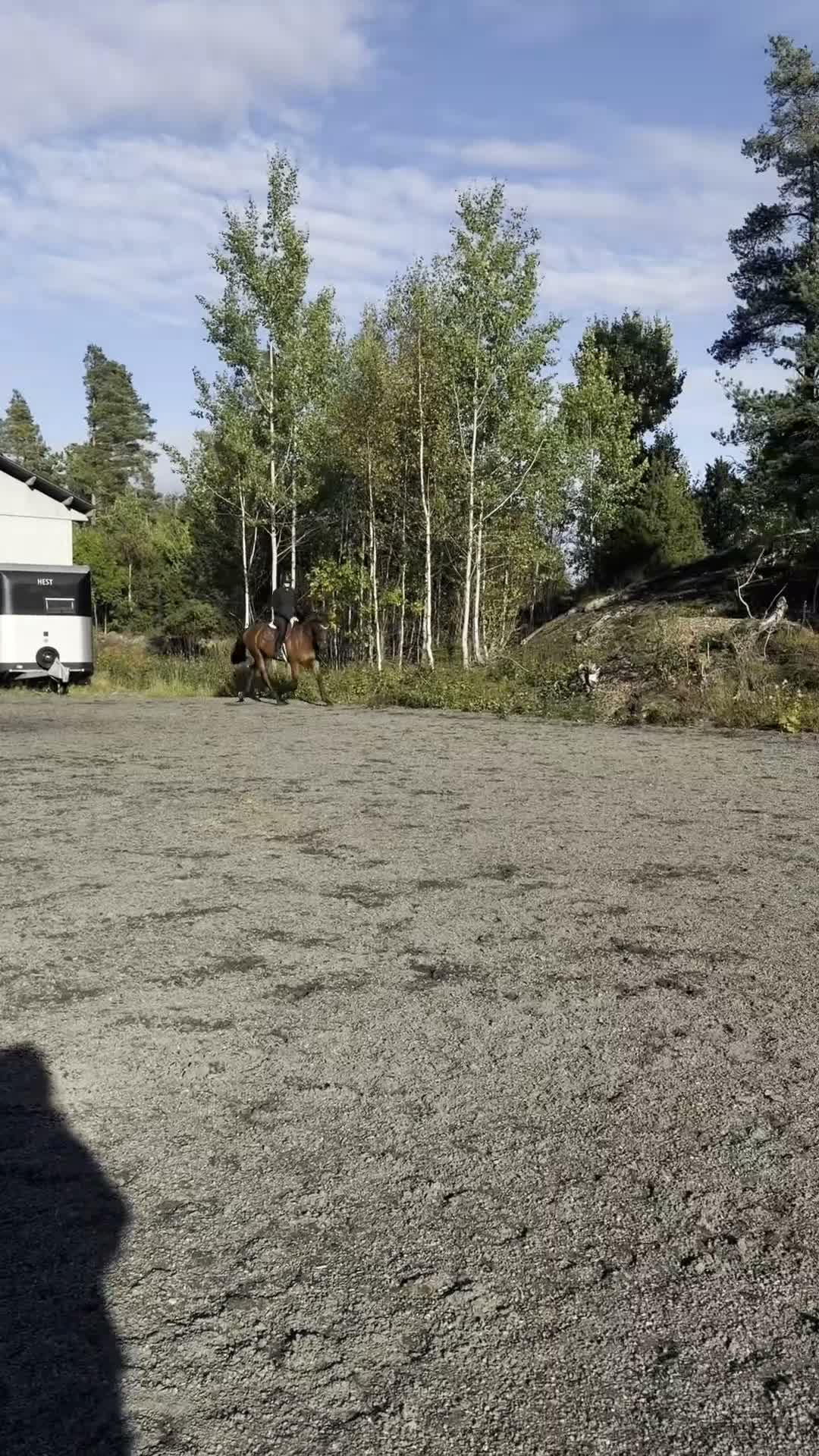 Allround hästar till salu: 6års spranghest/dressurhest - Video 1