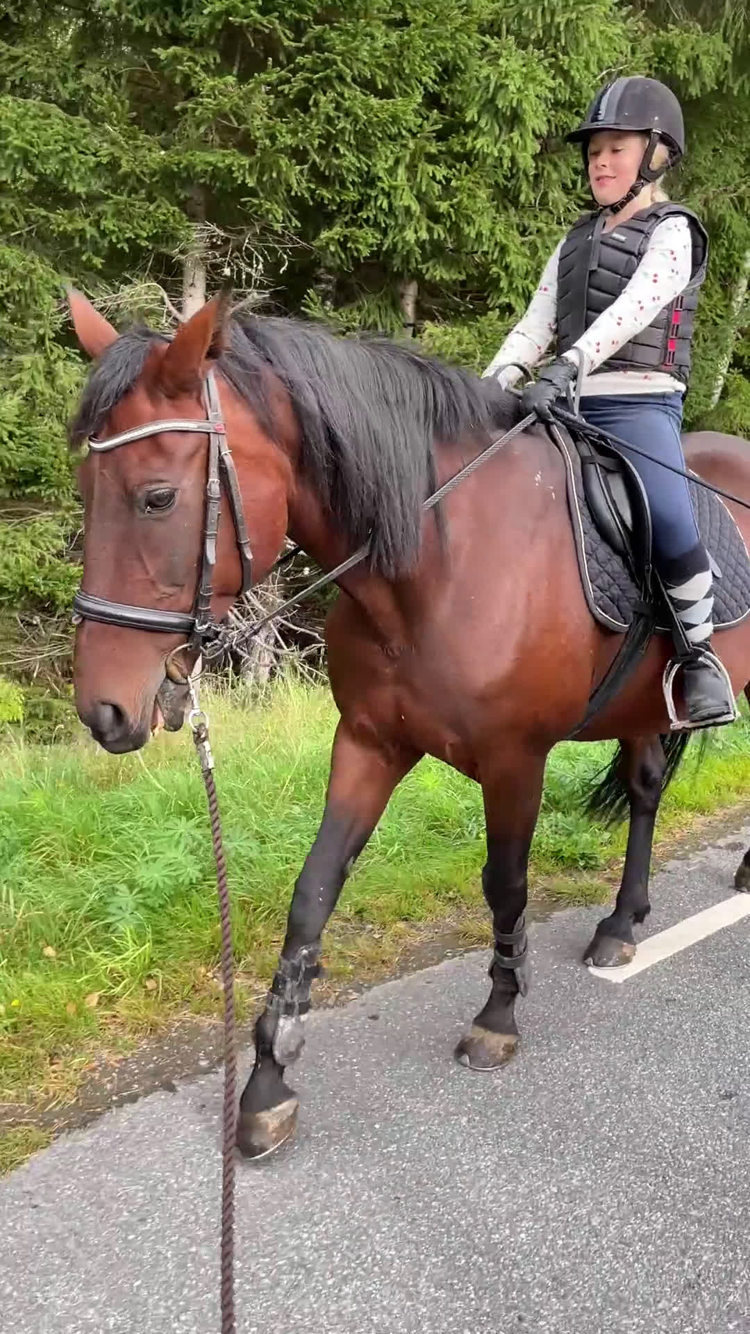 Allround hästar till salu: Varmblods travare till ridning i Hok - Video 1