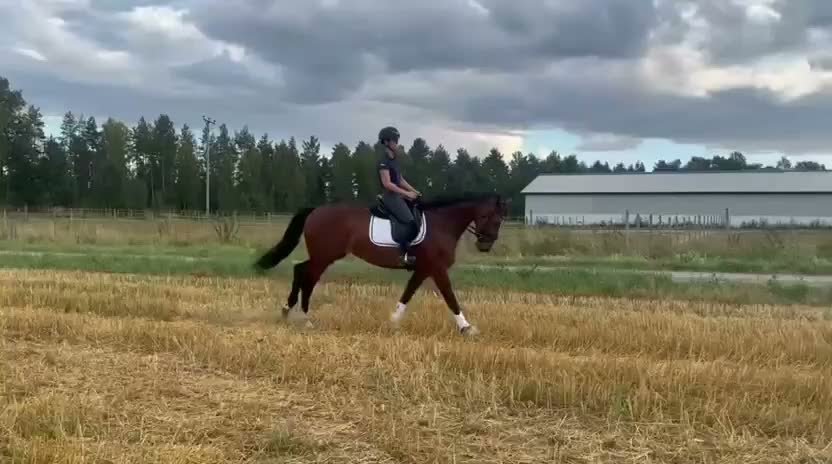 Dressyr hästar till salu: Dressyrhäst  - Video 1