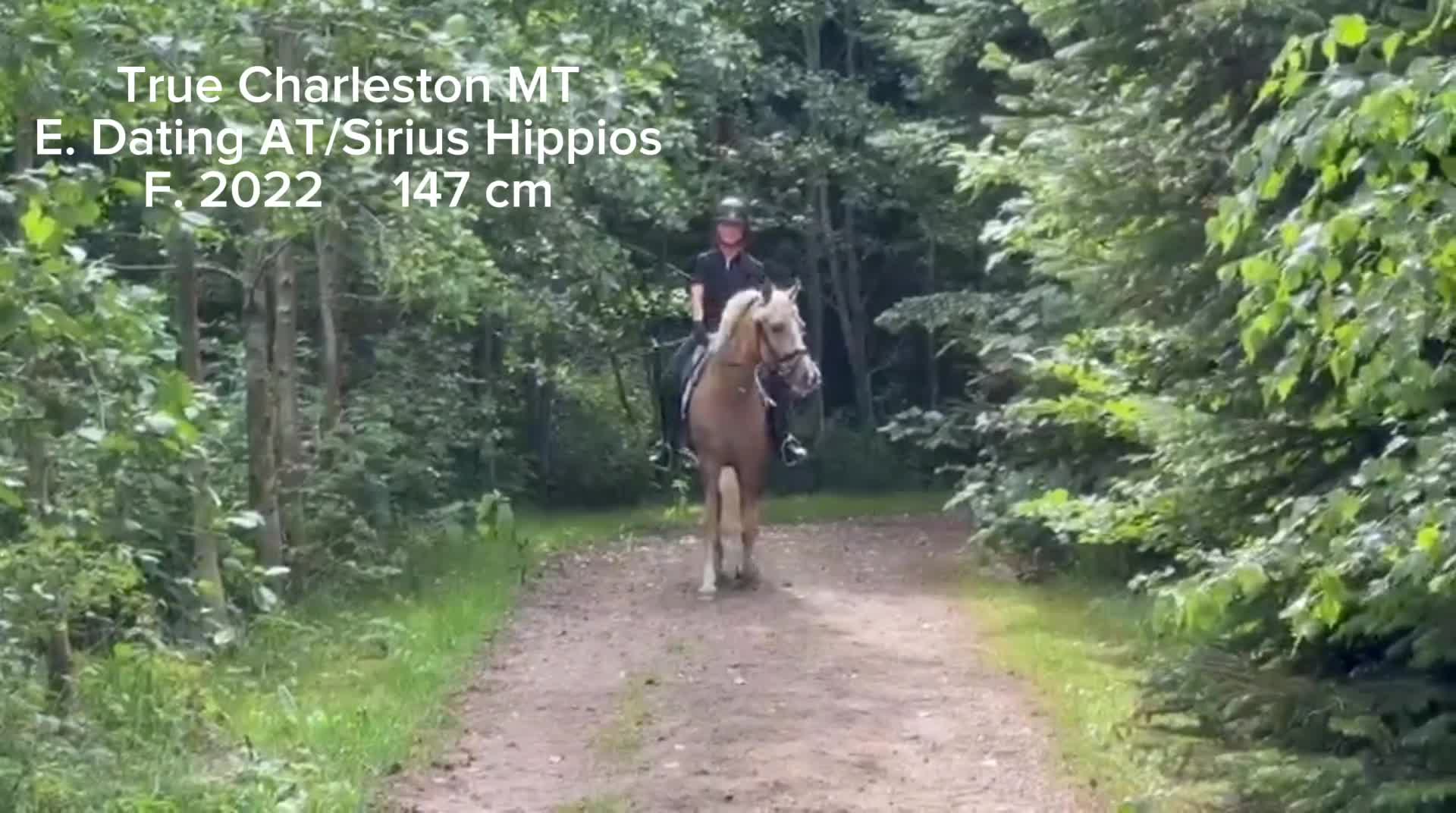 Dressyr hästar till salu: Topp dressyrämne  - Video 1