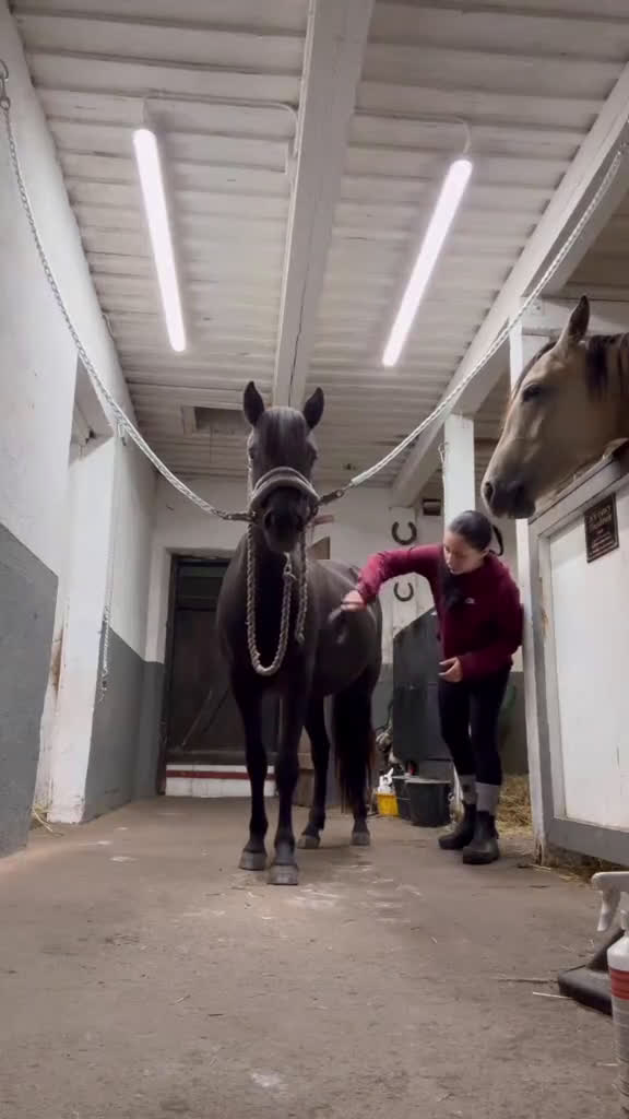 Allround hästar till salu: Mycket trevligt gotlandsruss sto säljes i Tierp - Video 2