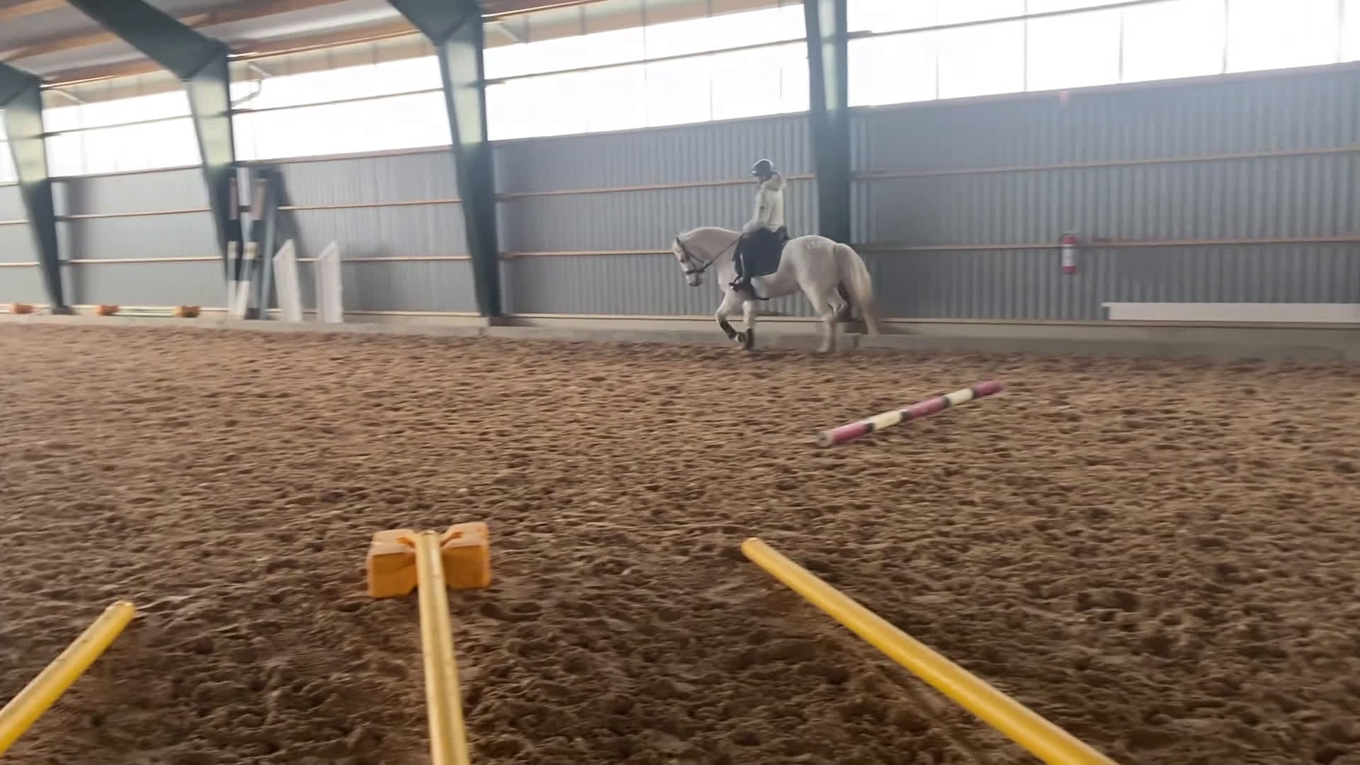 Allround hästar till salu: Fina ponnyer söker nya hem  - Video 1