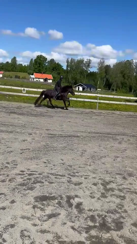 Island hästar till salu: Islandsto ev 🔁 i Grästorp - Video 2