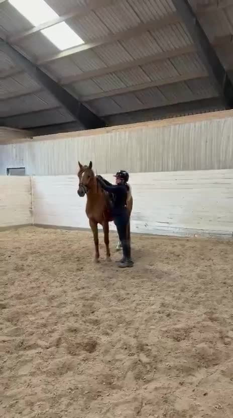 Allround hästar till salu: Fantastisk ridhäst - Video 2