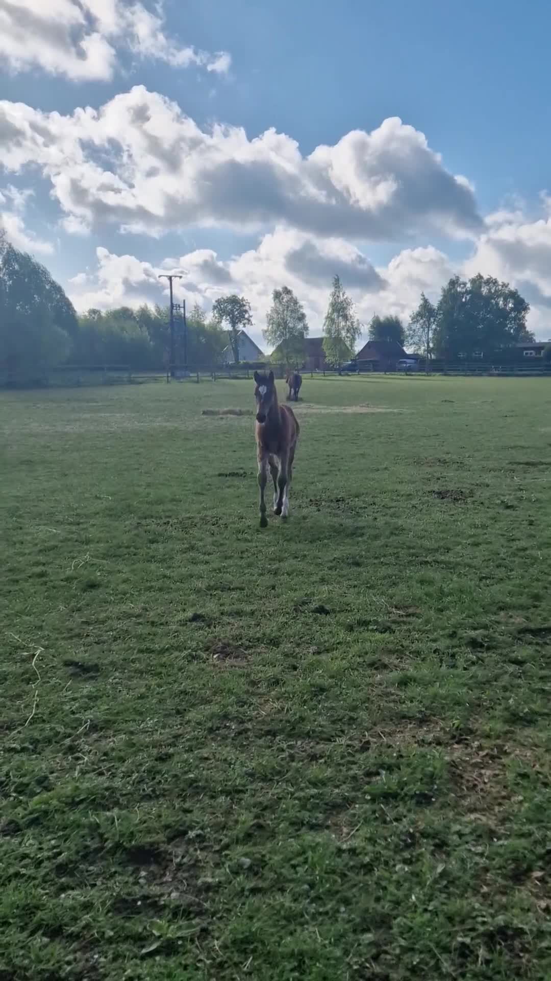 Hoppning hästar till salu: Stoföl med toppstam för hoppsporten! ✨️ - Video 2