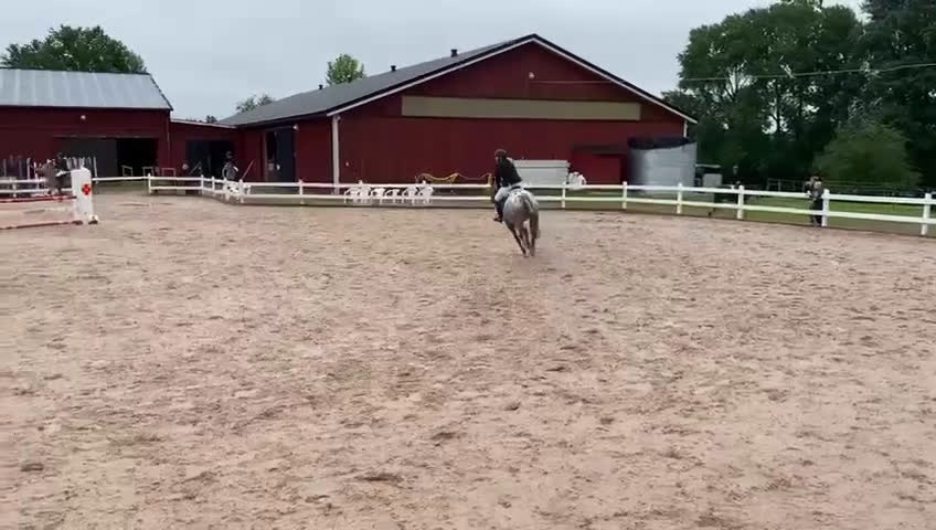 Allround hästar till salu: En fantastisk läromästare söker nytt hem - Video 3