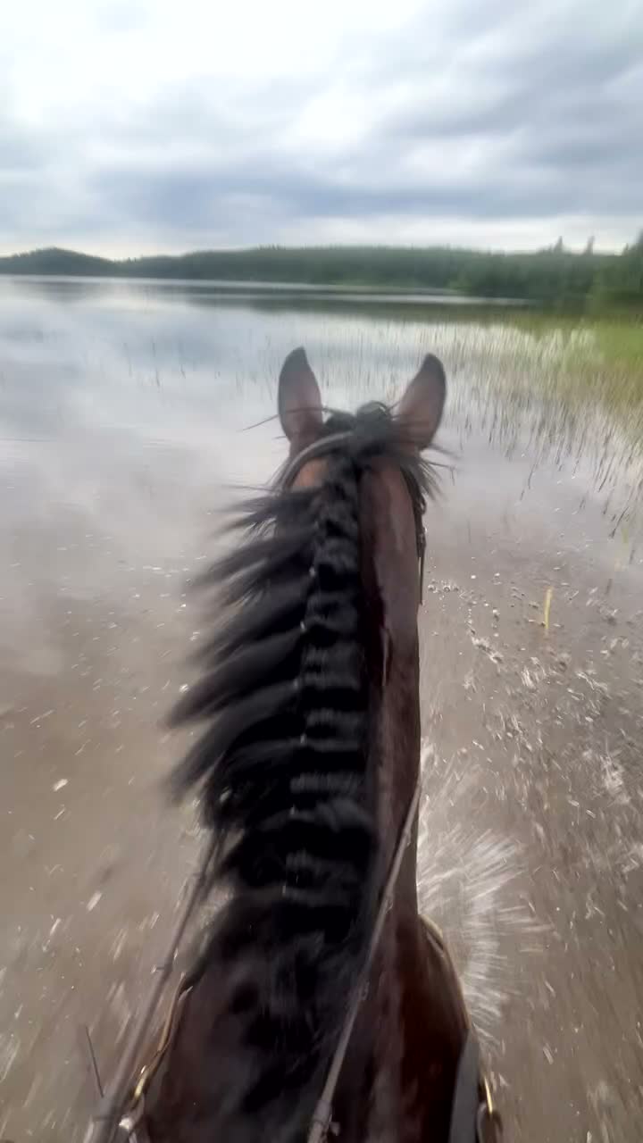 Hoppning hästar till salu: Hopphäst med potential - Video 2