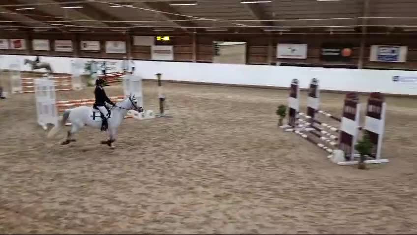 Allround hästar till salu: Läromästare dressyr/hoppning  i Ronneby - Video 1