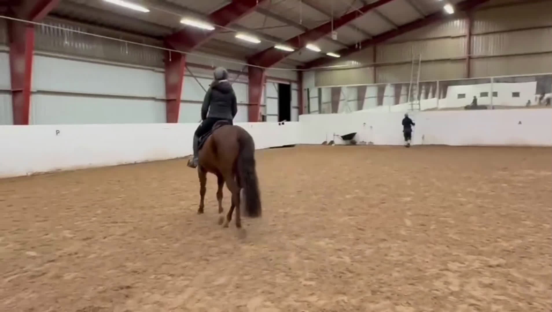 Hoppning hästar till salu: Världens snällaste tjej - Video 1