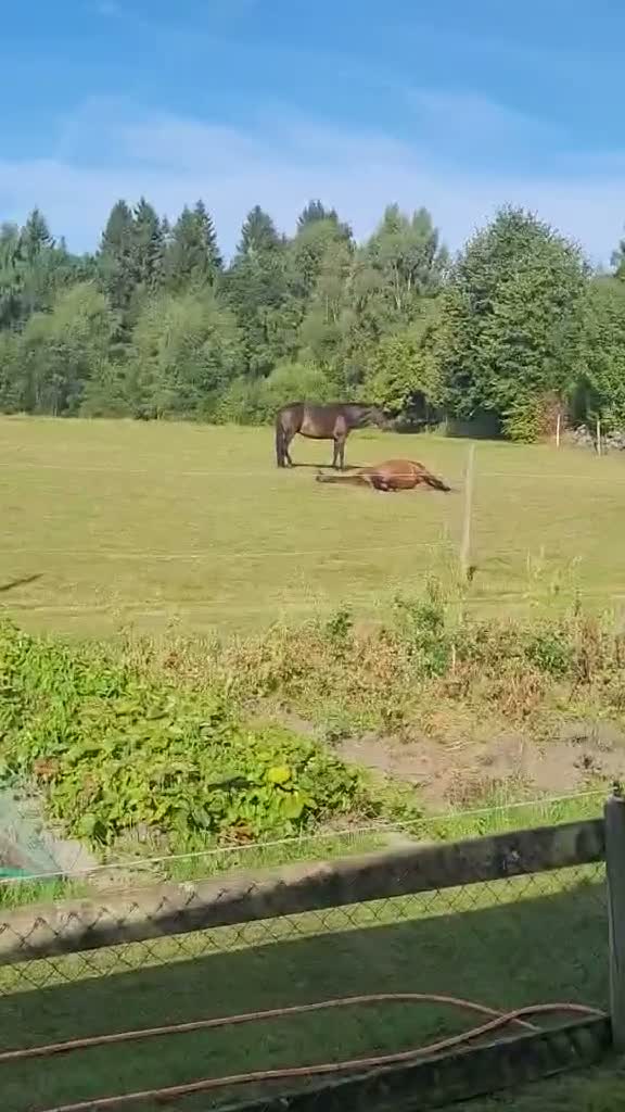 Allround hästar till salu: Skogsmulle/sällskap   - Video 3