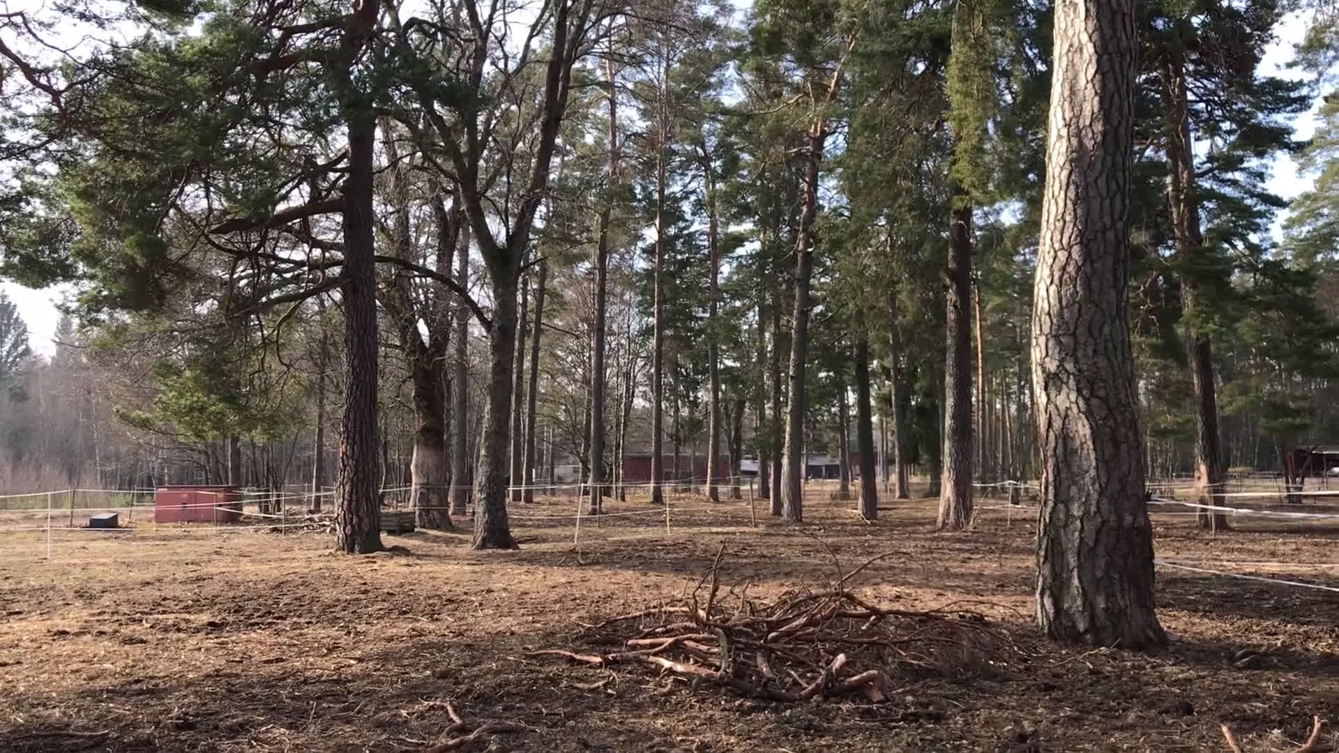 Allround hästar till salu: 4-årigt sto säljes/utlånas i Kil - Video 1