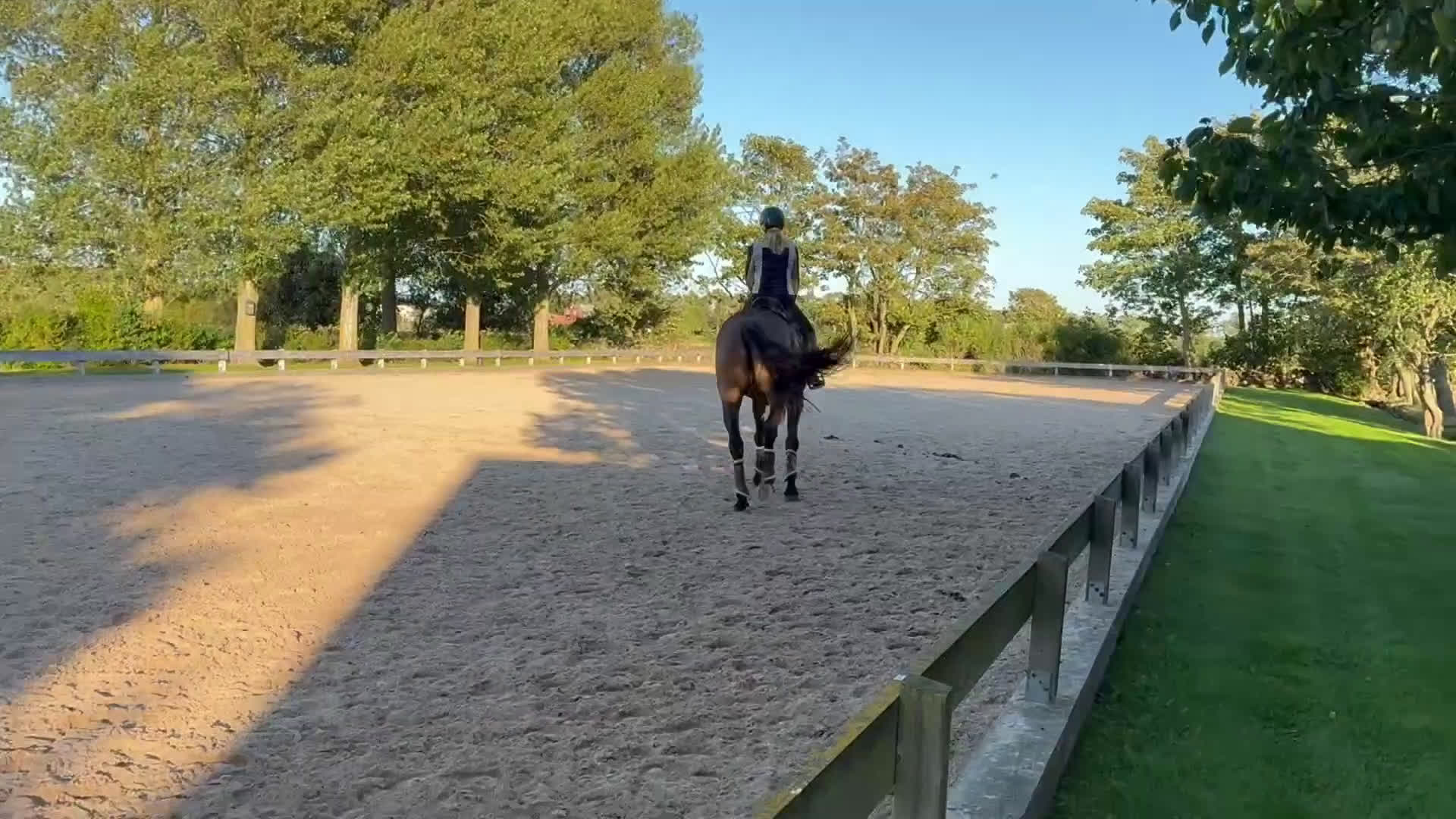 Dressyr hästar till salu: Mycket tävlingsvan och stabil valack i Sennan - Video 1