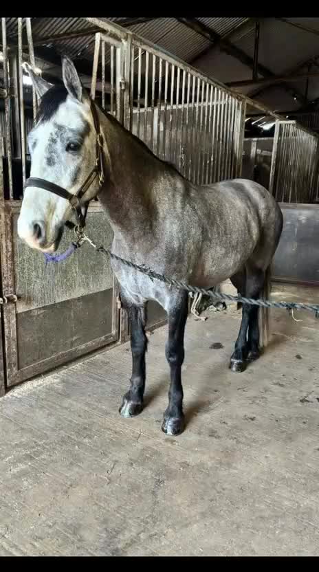 Allround hästar till salu: Vackert och tryggt 1:a klass connemarasto! 💜 - Video 4