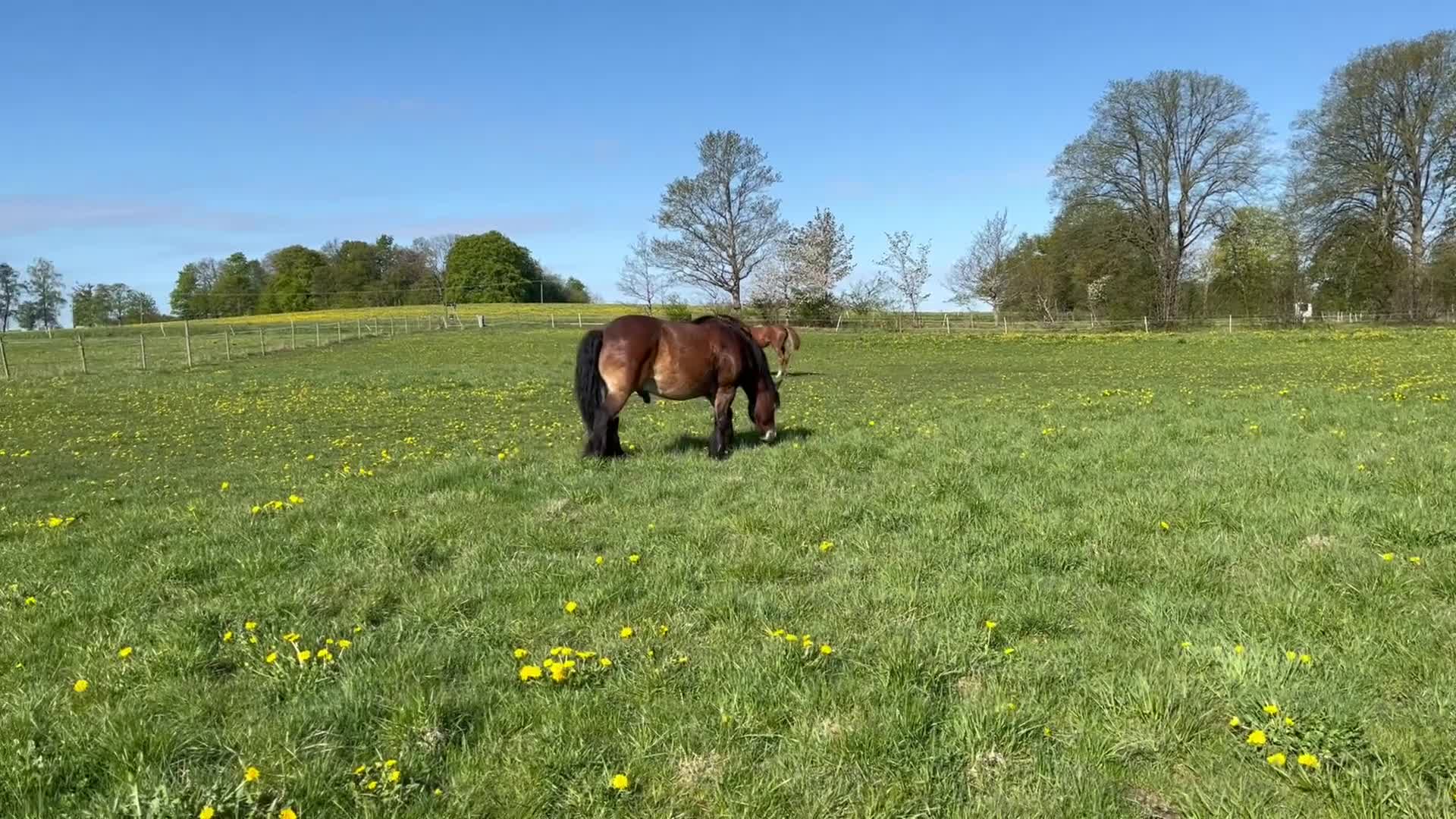 Hoppning hästar till salu: Fantastisk 1 åring i Vollsjö - Video 1