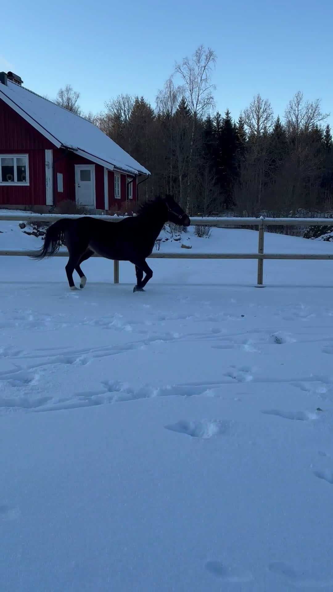 Allround hästar till salu: 9-årigt fullblodssto  i Killeberg - Video 1