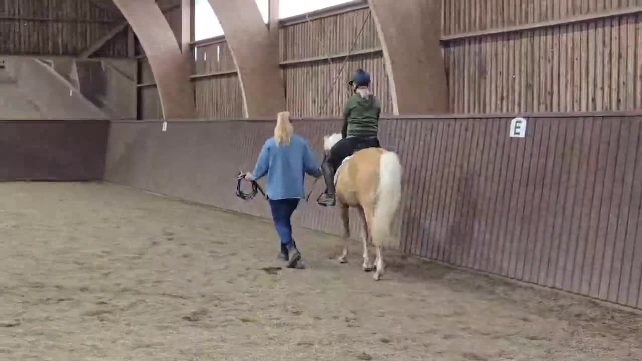 Hoppning hästar till salu: Social och nyfiken ponny - Video 4