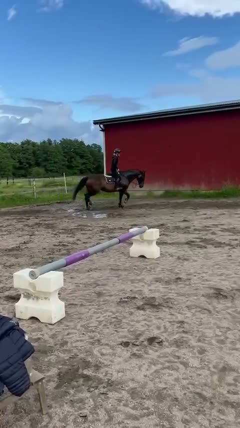 Hoppning hästar till salu: Lovande hopphäst med starkt mödrene - Video 2