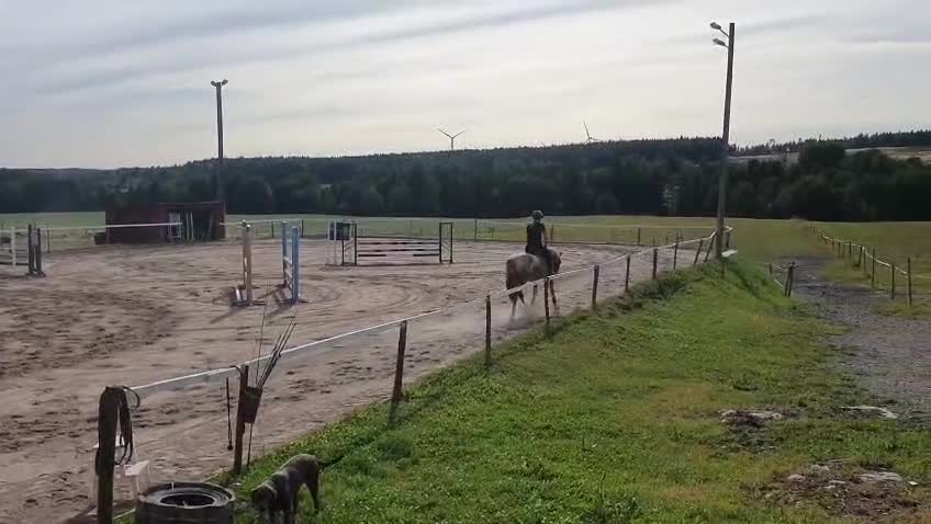 Allround hästar till salu: Fin C-ponny med hög kapacitet.  - Video 1