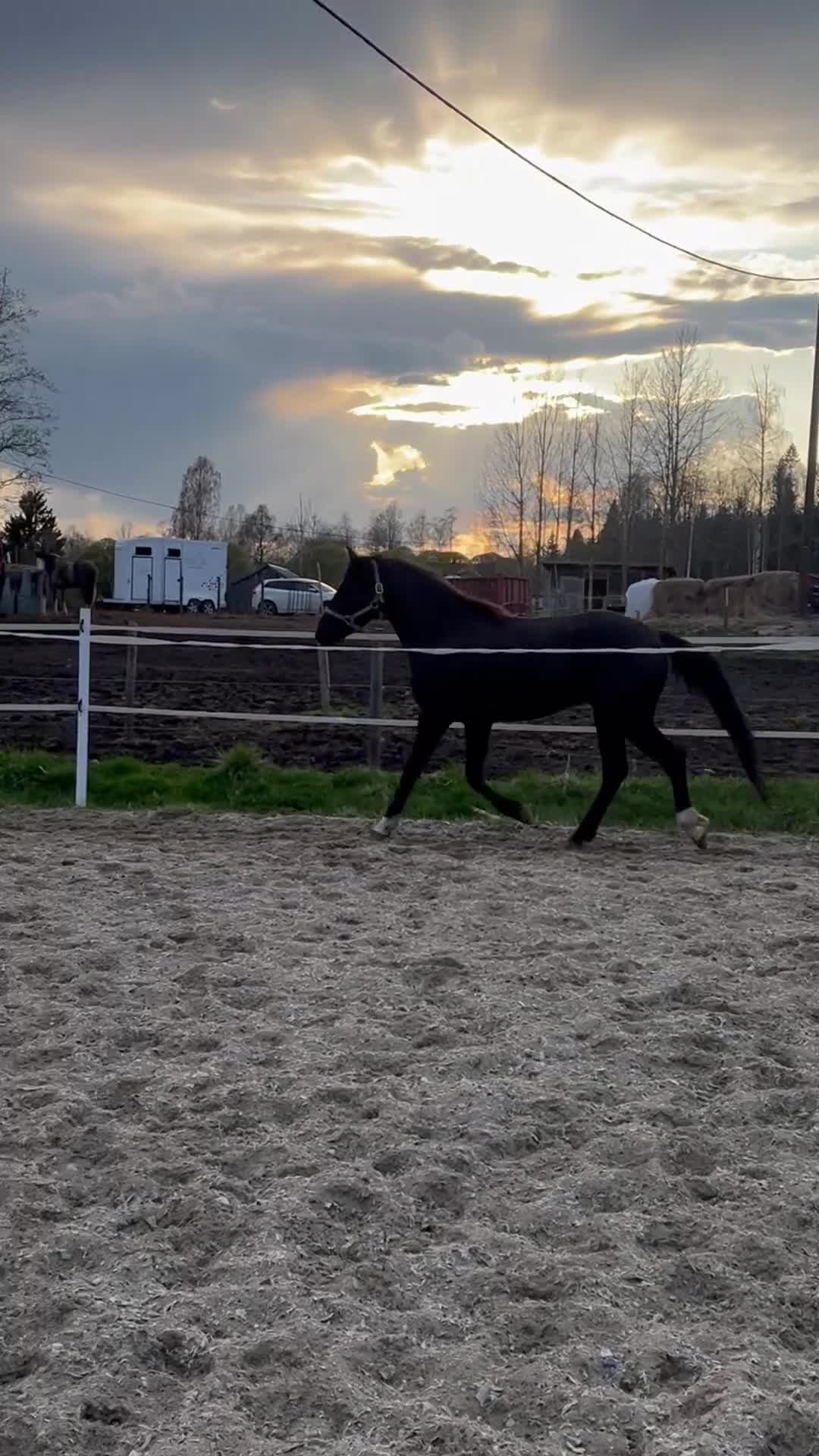 Hoppning hästar till salu: Lovande ungponny, e. Converse All star  - Video 1