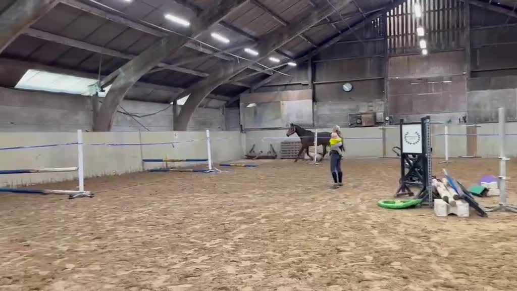 Hoppning hästar till salu: Toppavkomma säljes till tävlingsrytttare! - Video 1