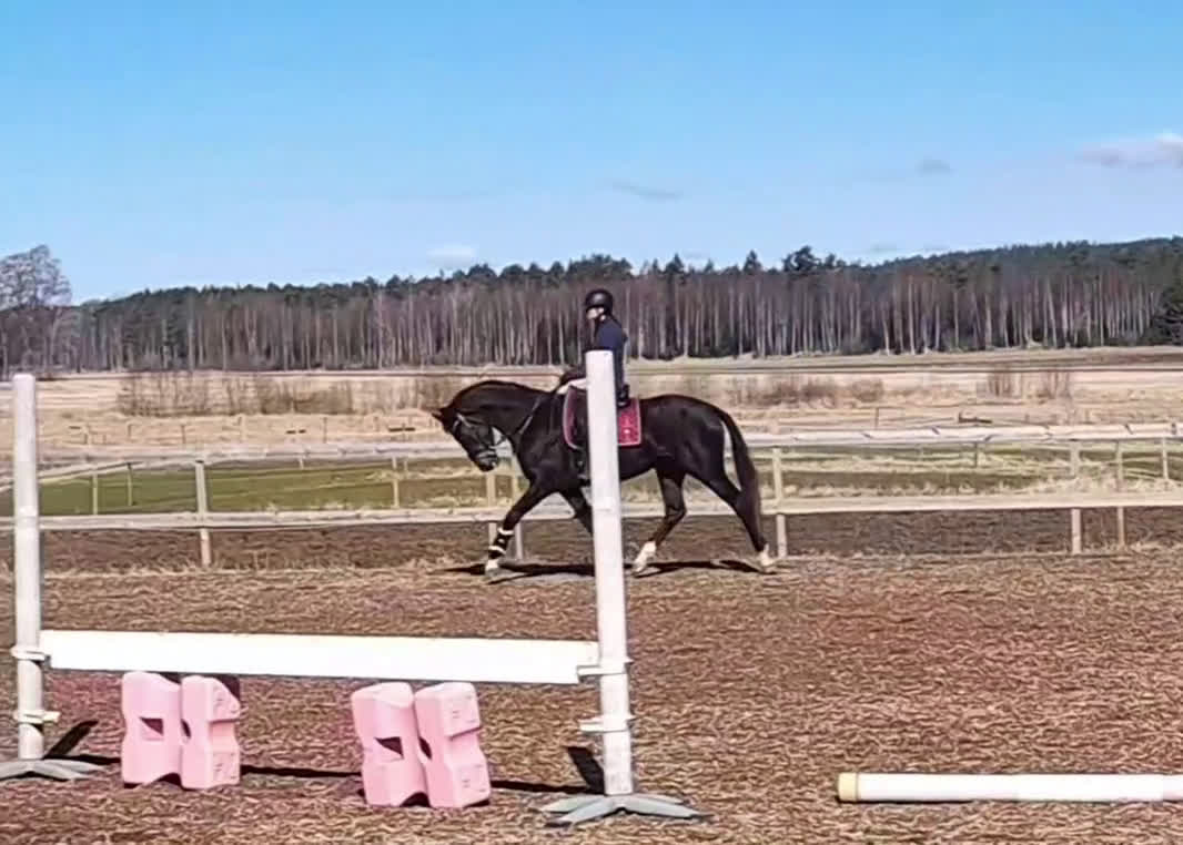 Dressyr hästar till salu: Ett äkta guldkorn i Forshaga - Video 1