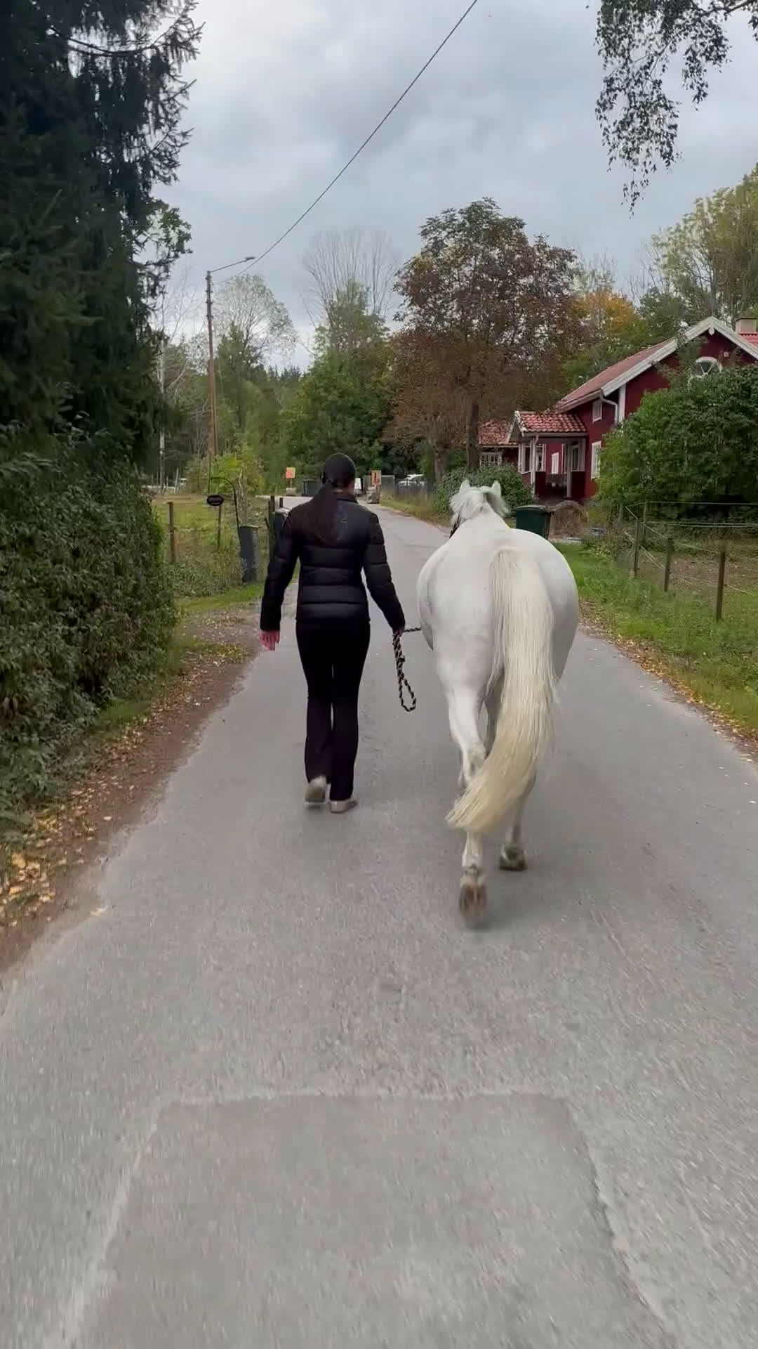 Hoppning hästar till salu: Tävlingsponny och bästa vän  i Norrköping - Video 4