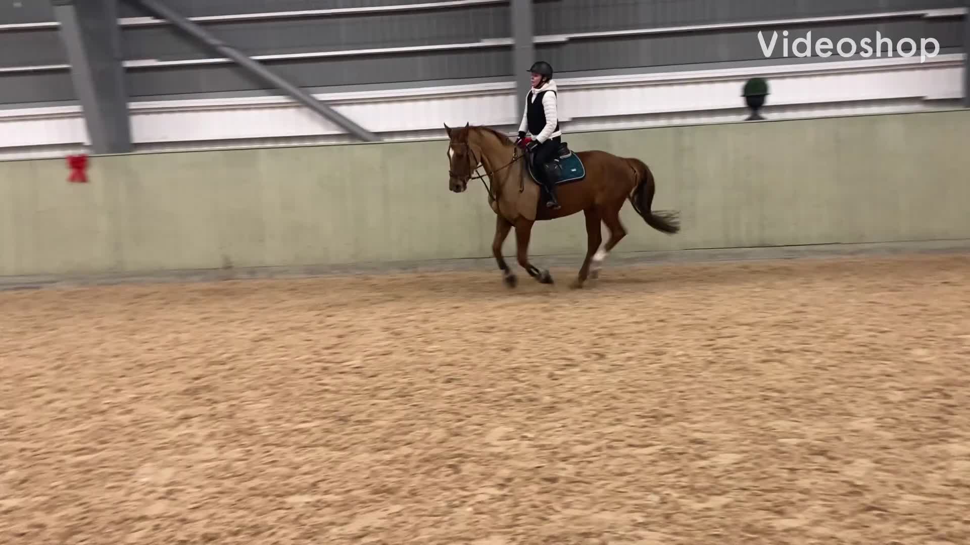 Hoppning hästar till salu: Modig och talangfull unghäst! - Video 2