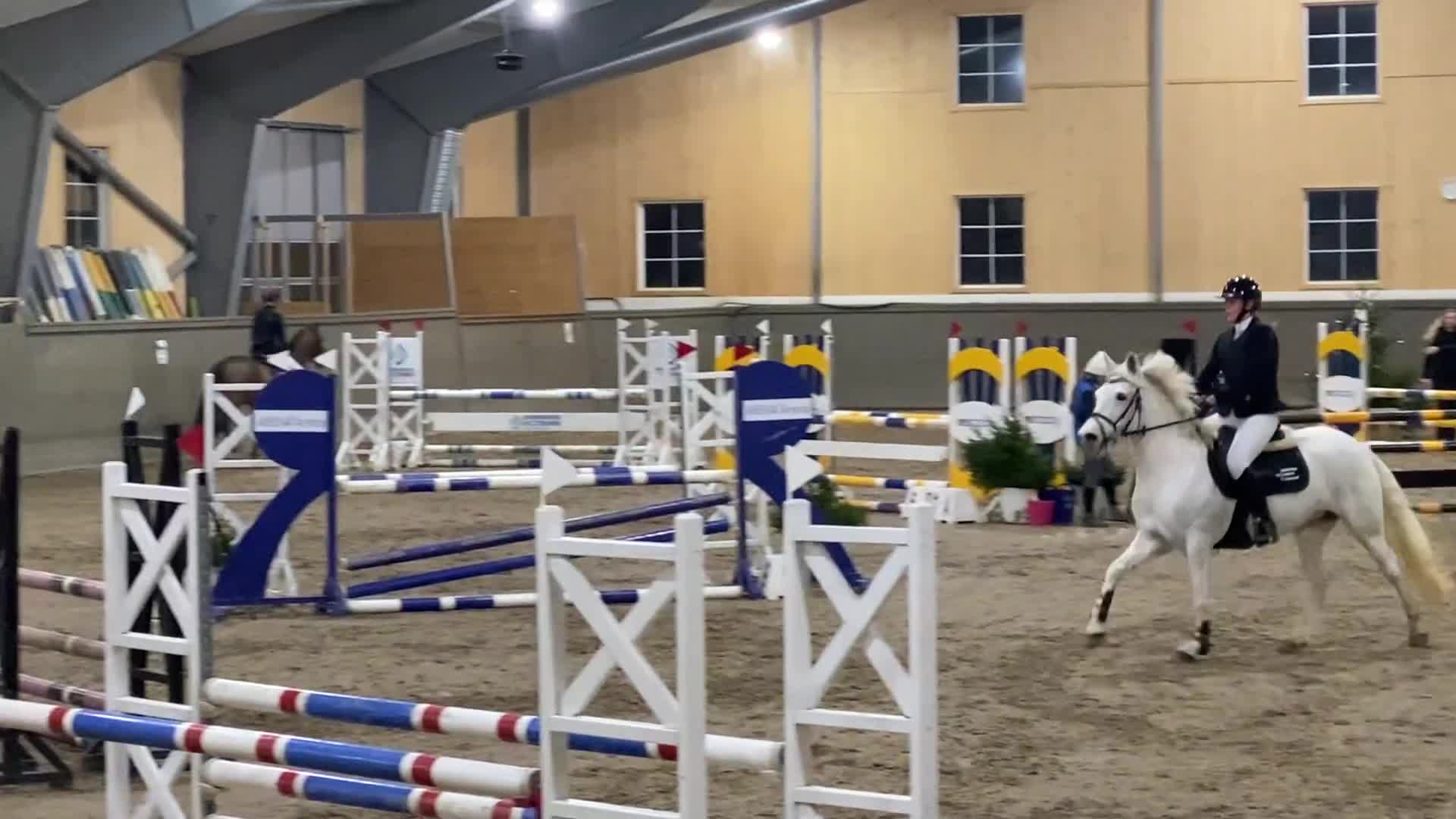 Hoppning hästar till salu: Maxad d-ponny för hopp, dressyr eller fälttävlan  - Video 1