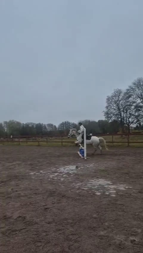 Allround hästar till salu: RESERVERAD one in a lifetime ponny - Video 3