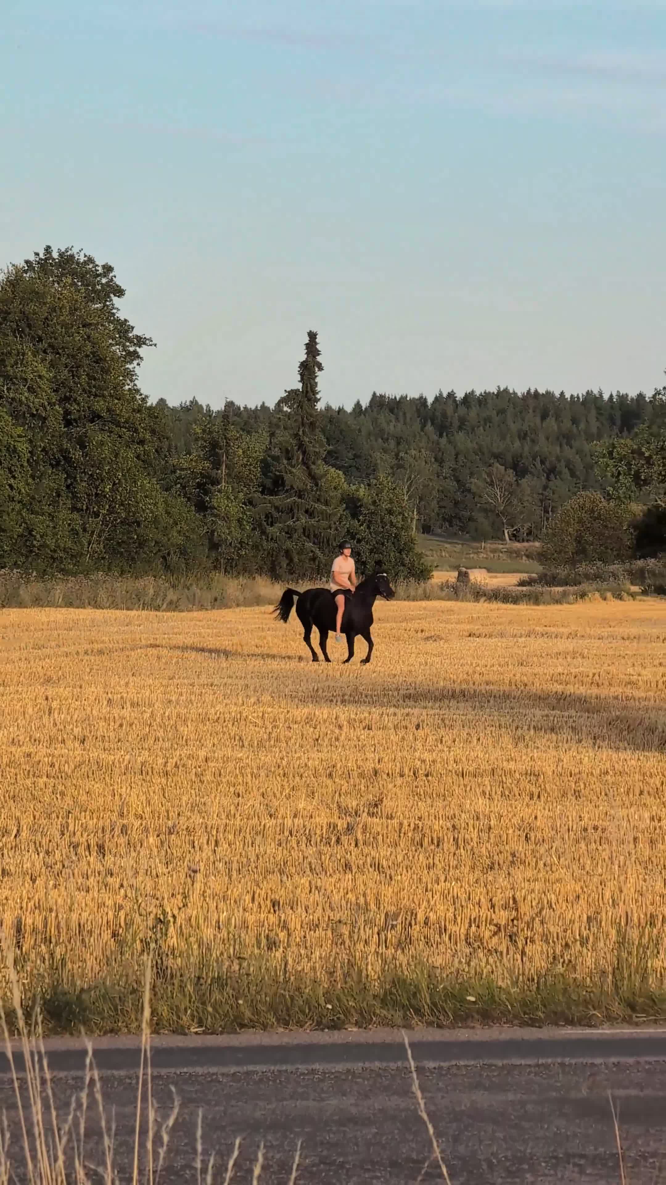 Allround hästar till salu: Perfekt fälttävlansponny, maxad C - Video 4
