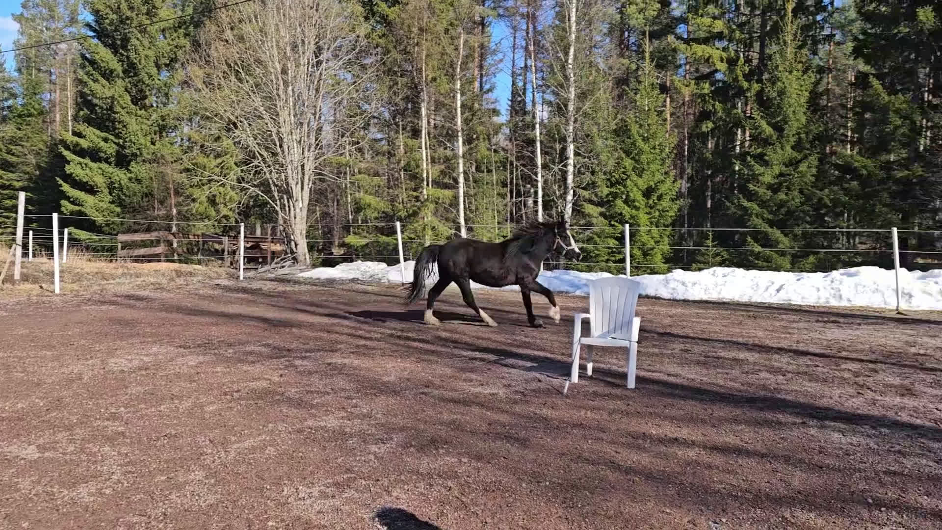Allround hästar till salu: Vackraste tjejen i Kungsgården - Video 1