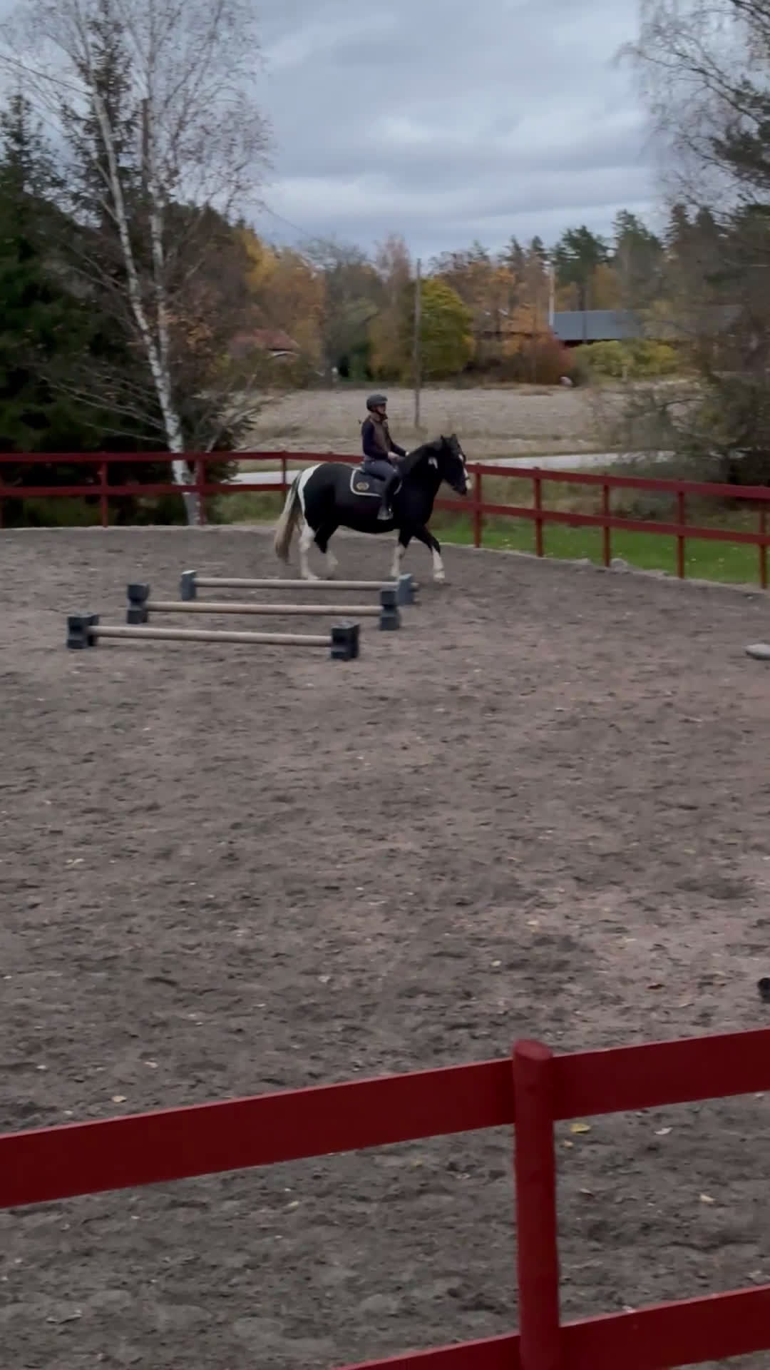 Allround hästar till salu: Projekt foderköp - Video 3