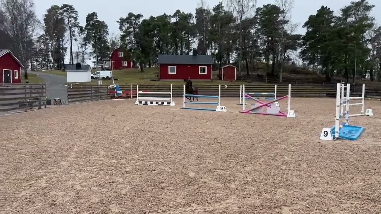 Fälttävlan hästar till salu: Läromästare som passar till allt! - Video 2