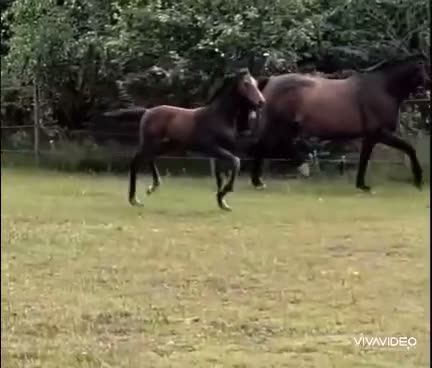 Dressyr hästar till salu: Född ur ett legendariskt dressyrmöderne - Video 1