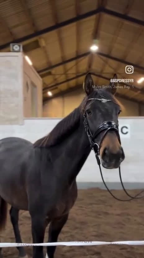 Dressyr hästar till salu: Free Ella en bästa kompis!  - Video 1