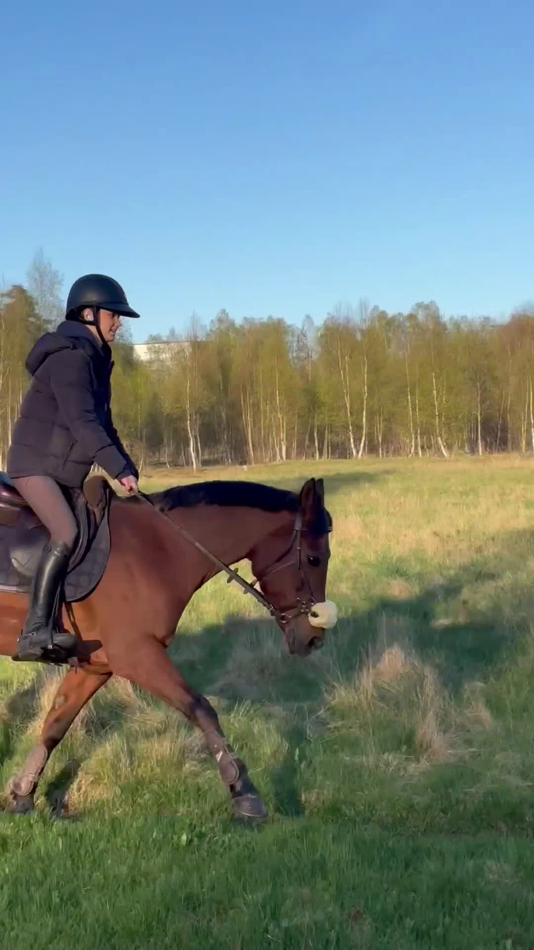 Hoppning hästar till salu: Läromästare  - Video 2