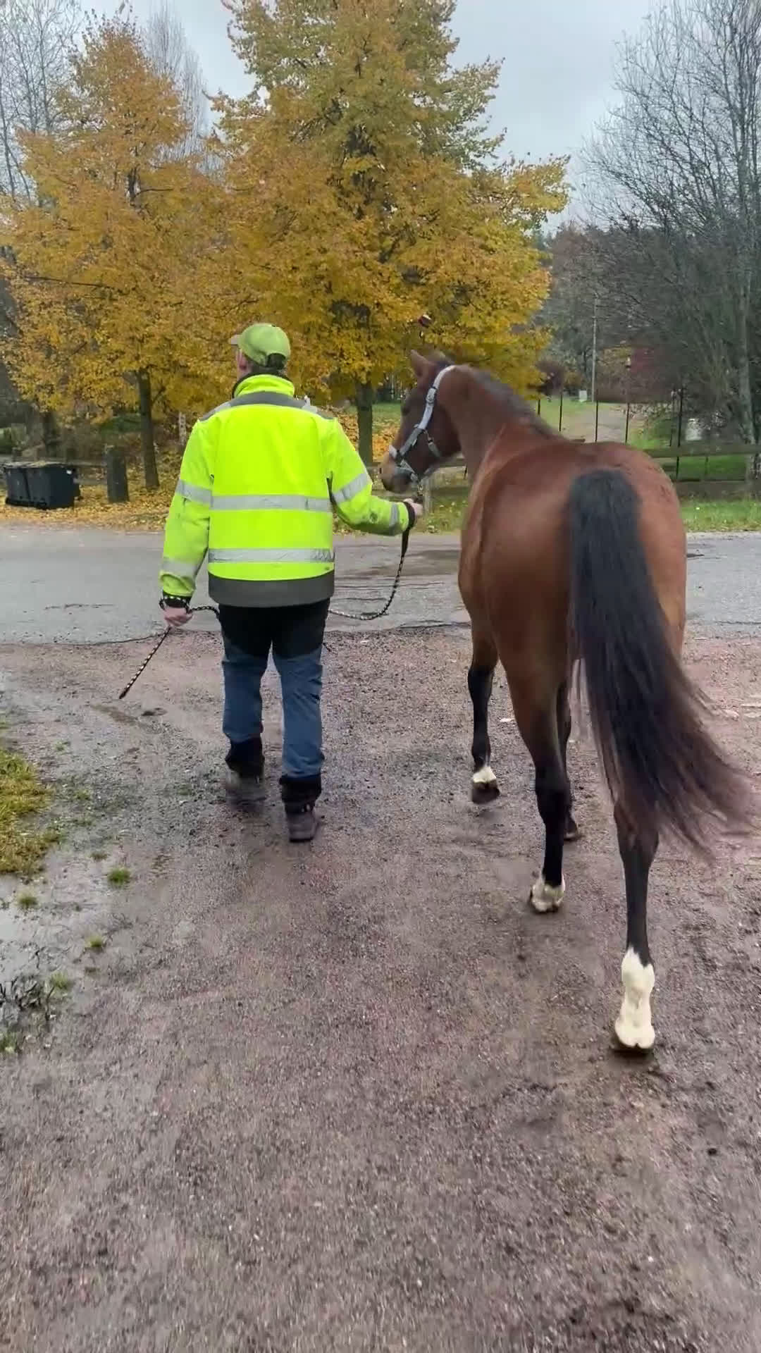 Allround hästar till salu: Blivande 2 åring Kat D i Vimmerby - Video 1