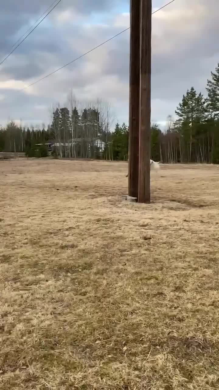 Allround hästar till salu: Trevligt och fint allroundsto - Video 2