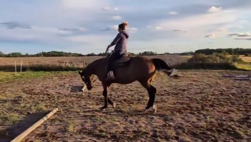 Western hästar till salu: Vackert socialt quarter sto i Värsås - Video 1