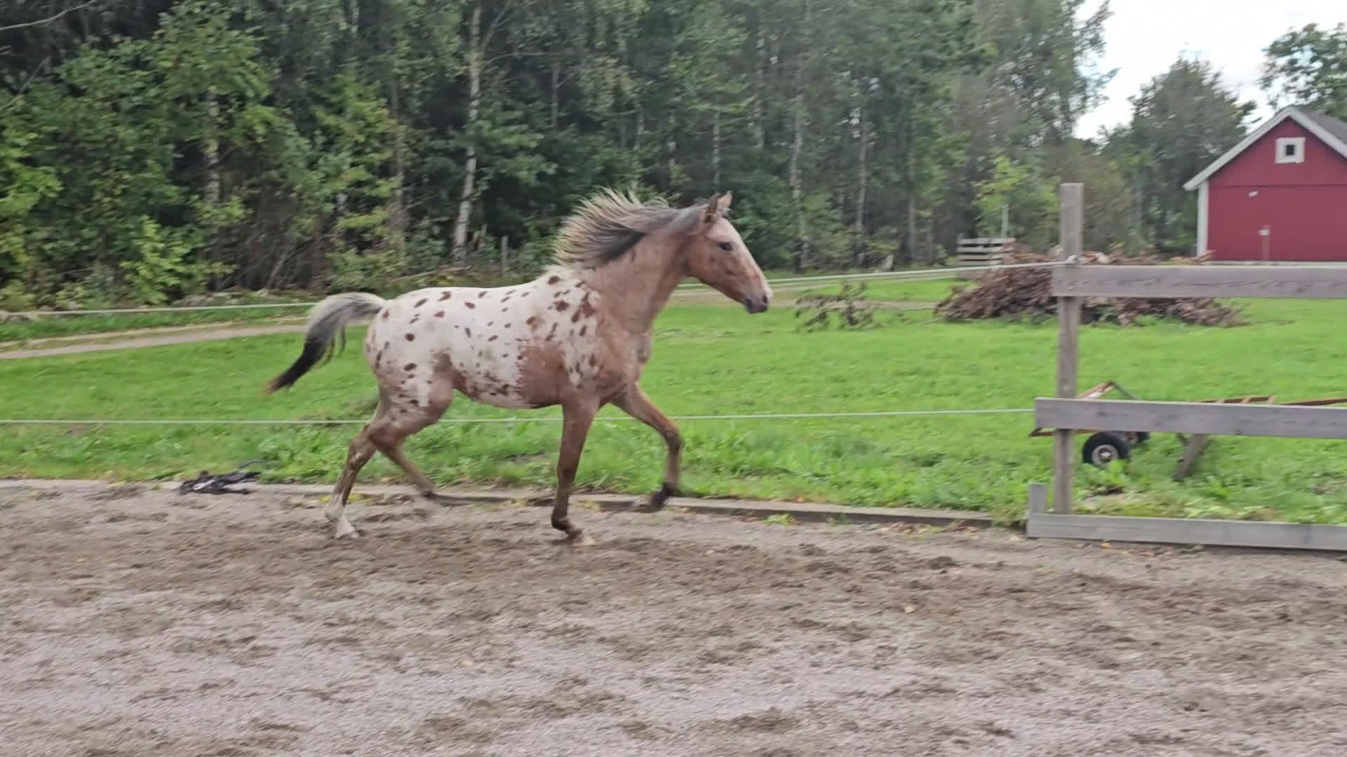 Allround hästar till salu: Sportponny ink inridning i Hörby - Video 1