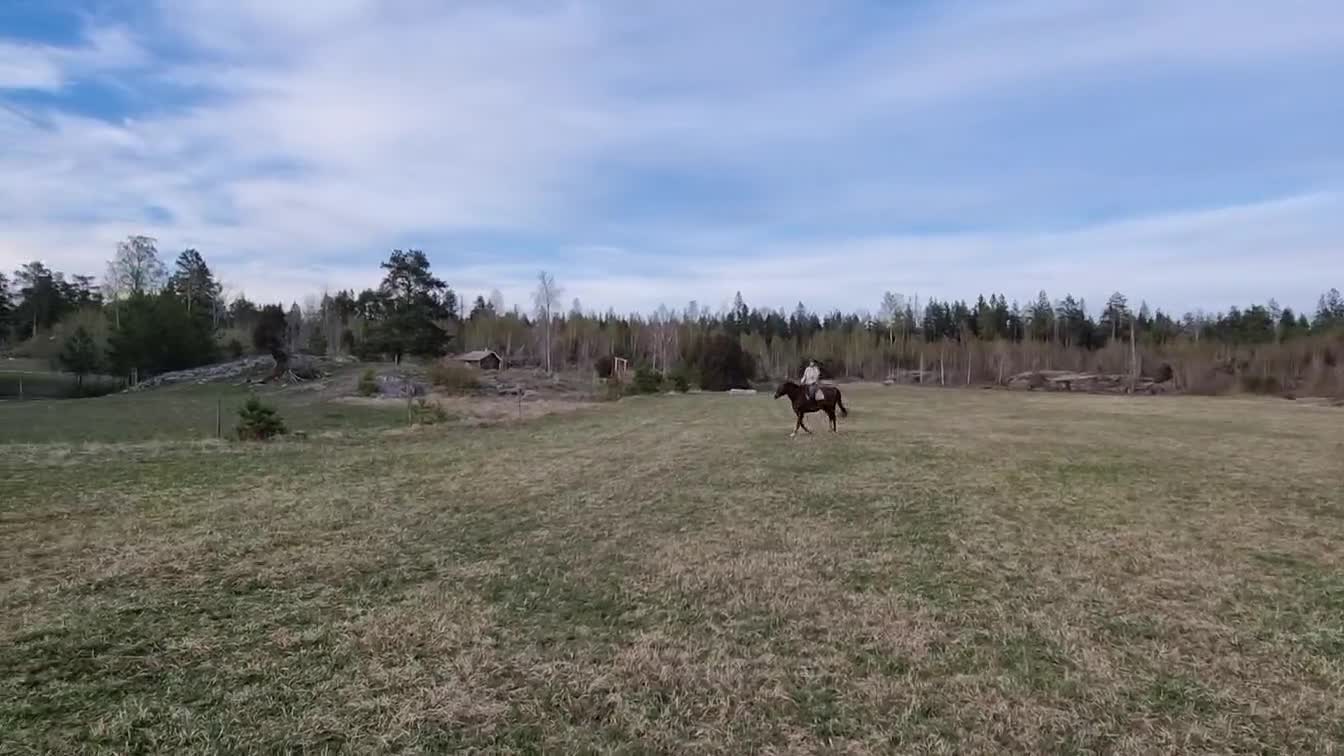 Fälttävlan hästar till salu: Lovande framtidshäst - Video 1