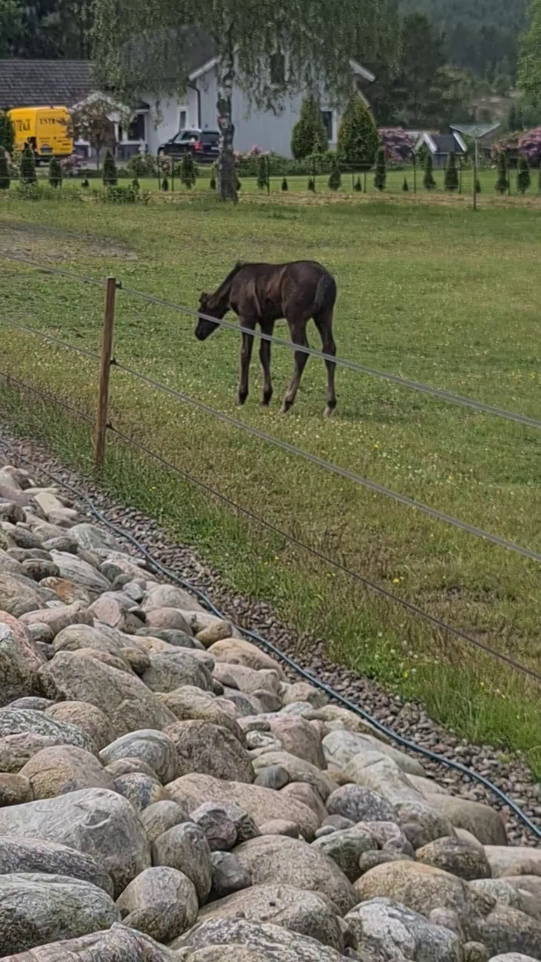 Dressyr hästar till salu: Svart Hingst Föl efter Bon Couer/Fürst Belissaro i Strömstad - Video 2