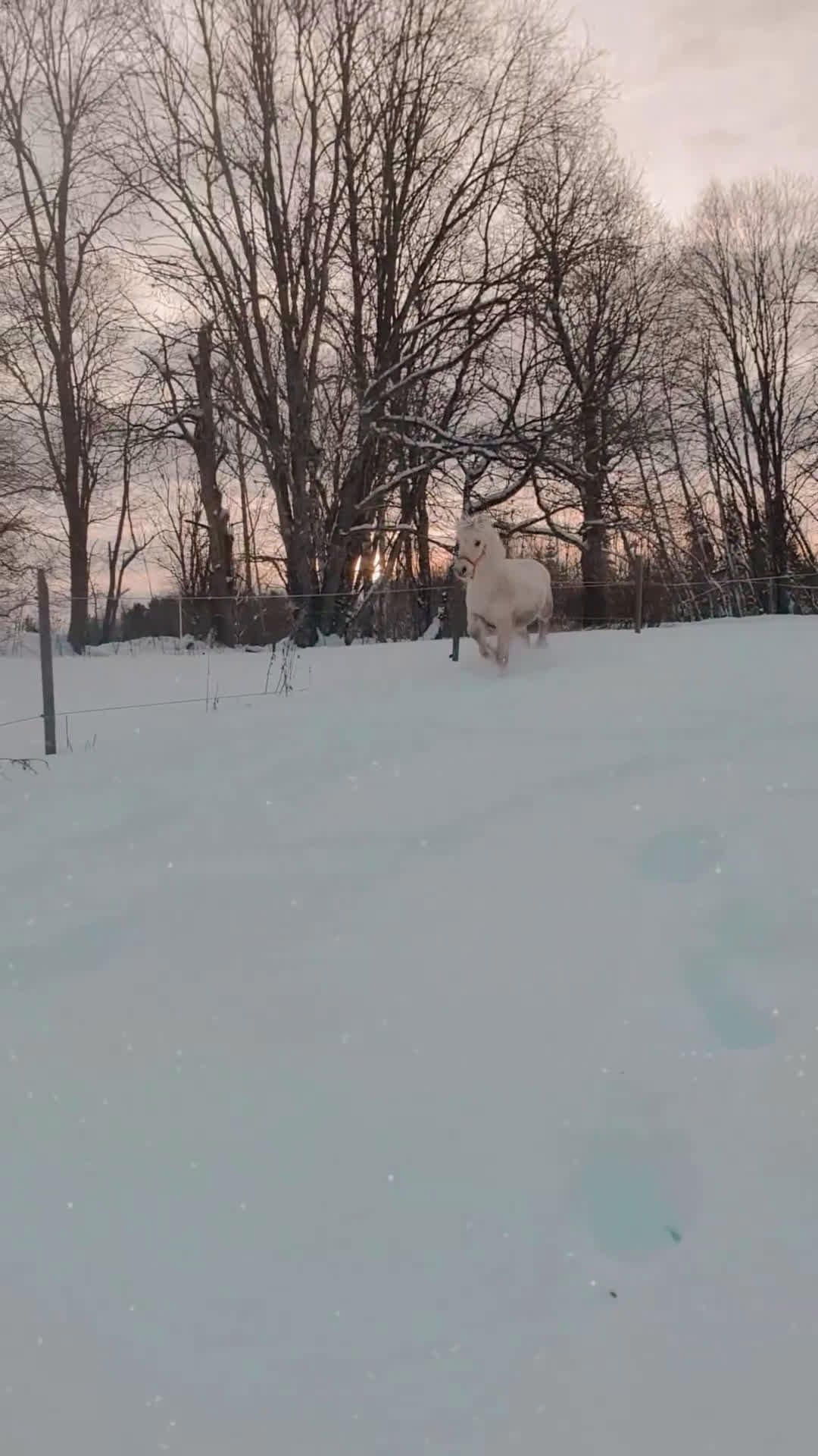 Allround hästar till salu: vitblack åring - Video 4