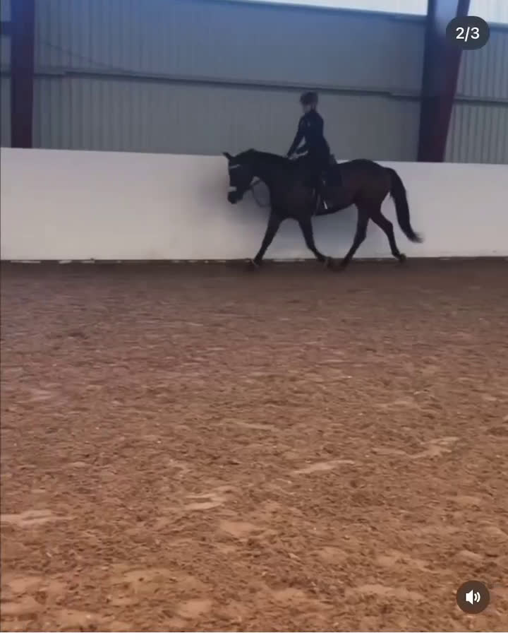 Allround hästar till salu: Bedårande ridtravare i Bro - Video 3